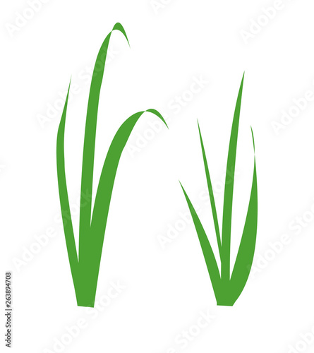 Simple  illustration of fresh green grass  two bush. Can be used for postcards  flyers and posters. Garden element  ecology sign