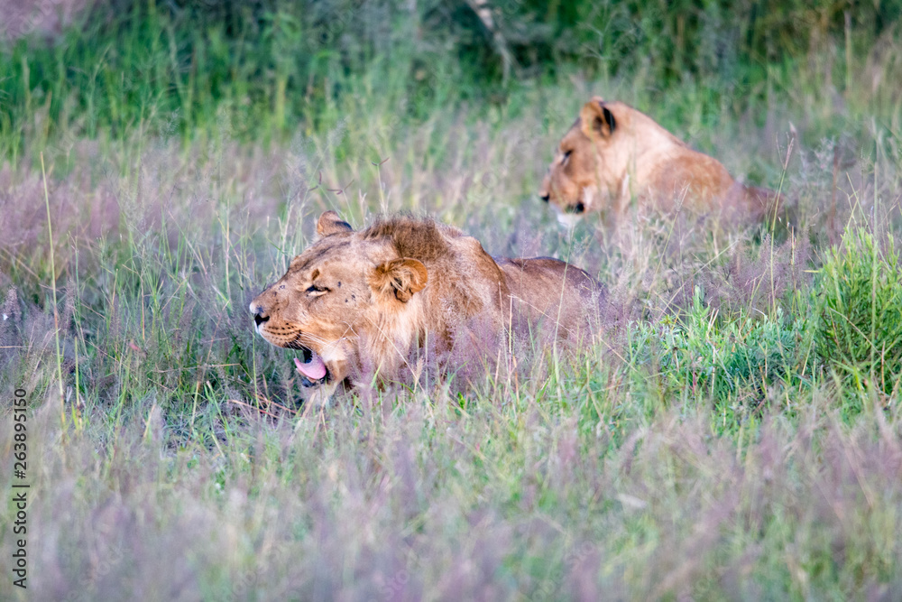 Beautiful Lion Caesar in the golden grass of Masai Mara, Kenya Panthera Leo. Beautiful Lion Caesar in the golden grass of Masai Mara, Kenya Panthera Leo.