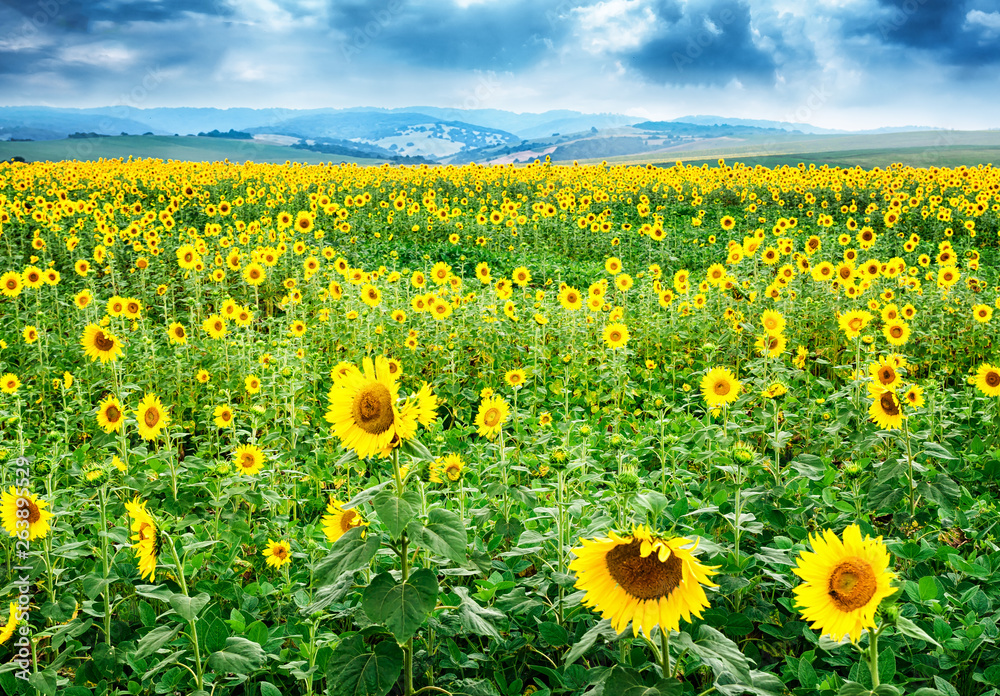 Fototapeta premium Beautiful bright yellow flower in a field of sunflowers