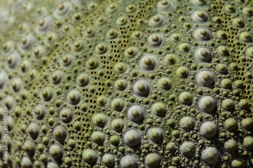 Sea urchin shell texture pattern