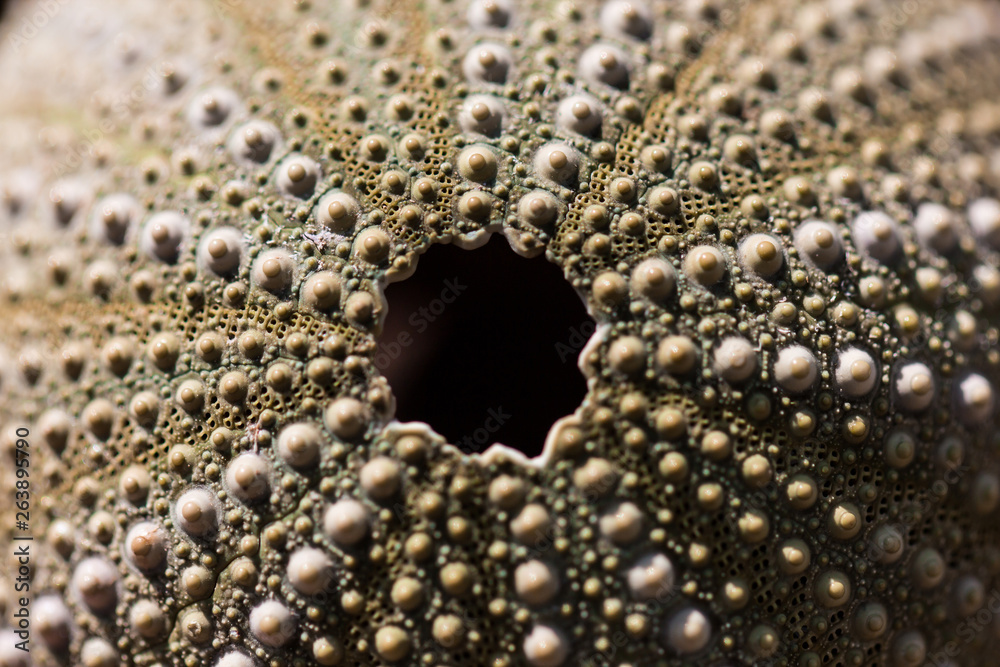 Organic sea urchin shell texture pattern Organic sea urchin shell texture pattern