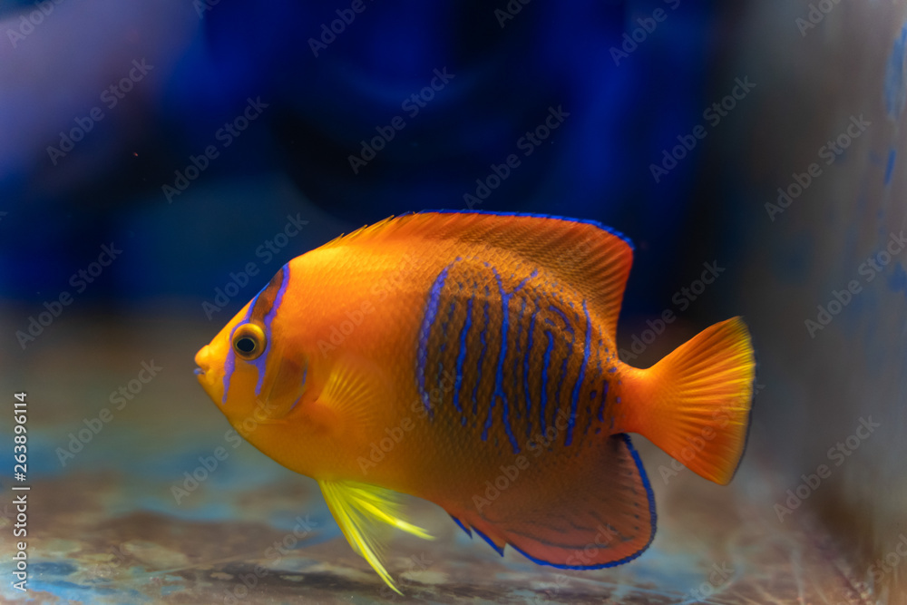 Captive Bred Clarion Angelfish (Holacanthus clarionensis) Captive Bred Clarion Angelfish (Holacanthus clarionensis)
