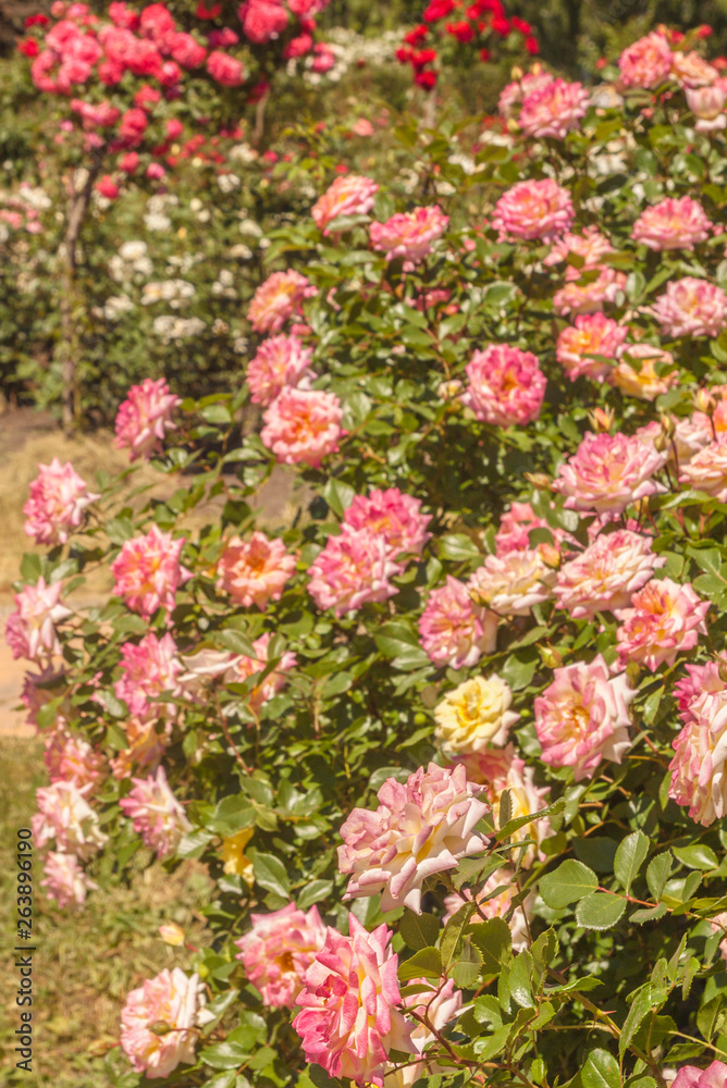 Rose garden in summer on a sunny day Rose garden in summer on a sunny day
