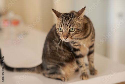 Beautiful short hair cat sitting on white table at home