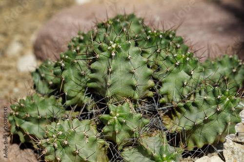Close-up of cactus exotic plant with sharp spines