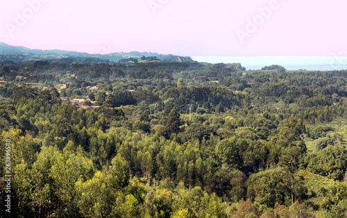 Forest in the north of Spain with the sea in the background