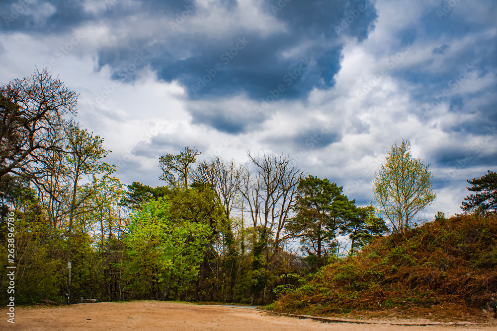 Temps nuageux sur la forêt Temps nuageux sur la forêt