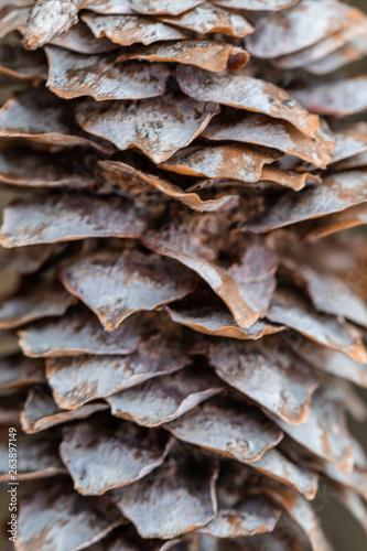 Structure of the revealed fir-tree cone scales. Soft focus. Blyur. Macro.