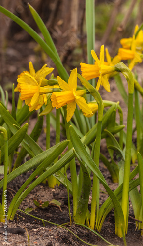 Yellow Narcissus Tet-a-Tet  is a group of Cyclamineus miniature in garden
