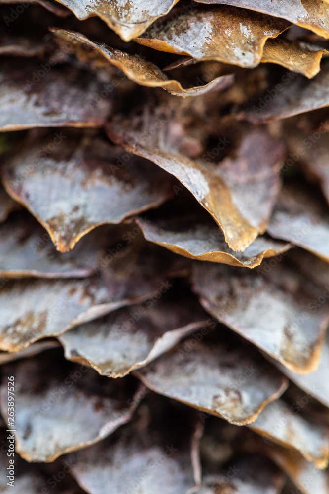 Structure of the revealed fir-tree cone scales. Soft focus. Blyur. Macro. Structure of the revealed fir-tree cone scales. Soft focus. Blyur. Macro.