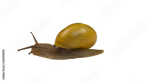 forest snail, Cepaea nemoralis on a white background photo