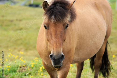 pferde aus dänemark