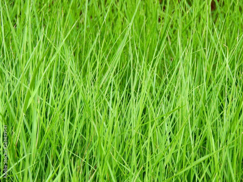 green grass lawn texture green grass lawn texture