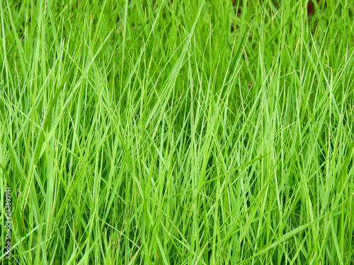 green grass lawn texture