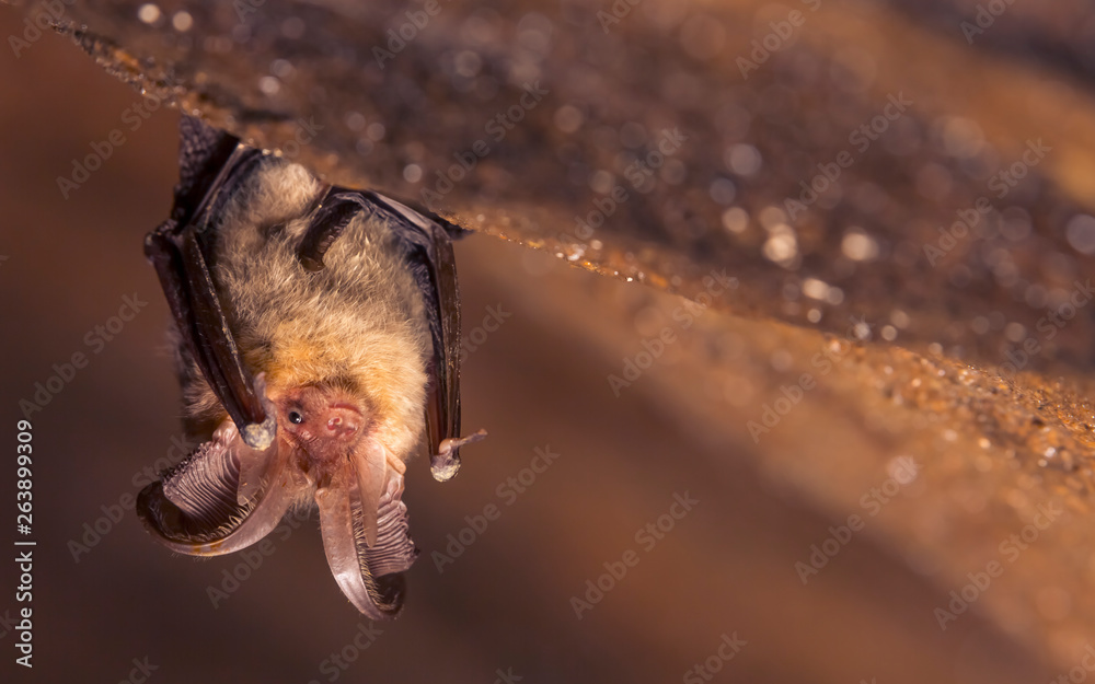 Close up picture of small Brown long-eared bat Plecotus auritus hanging upside down in dark cave resembling similar gray Plecotus austriacus. Wild animal portrait in natural habitat.