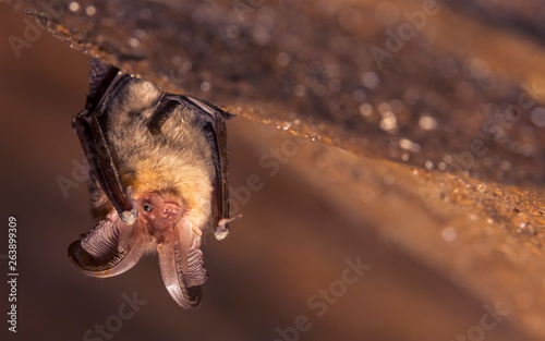 Close up picture of small Brown long-eared bat Plecotus auritus hanging upside down in dark cave resembling similar gray Plecotus austriacus Fototapet