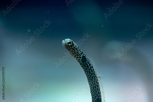 Fototapeta Naklejka Na Ścianę i Meble -  Close up of Spotted garden-eel (Heteroconger hassi)