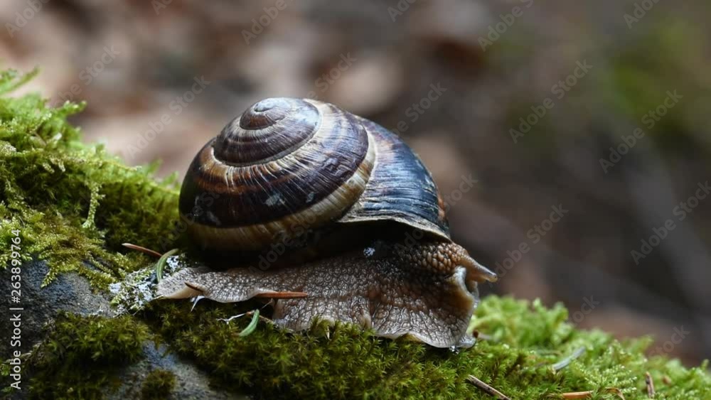 Helix Lucorum- Snail moving head and eyes slowly on green moss. Helix Lucorum- Snail moving head and eyes slowly on green moss.