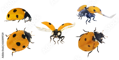 set of five orange ladybugs isolated on white © Alexander Potapov
