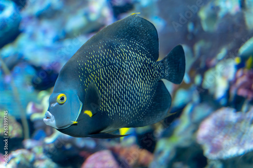 French angelfish (Pomacanthus paru) a large ornamental fish from Atlantic Ocean © Chonlasub