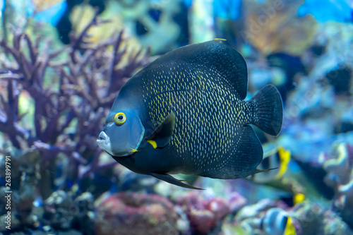 French angelfish (Pomacanthus paru) a large ornamental fish from Atlantic Ocean photo