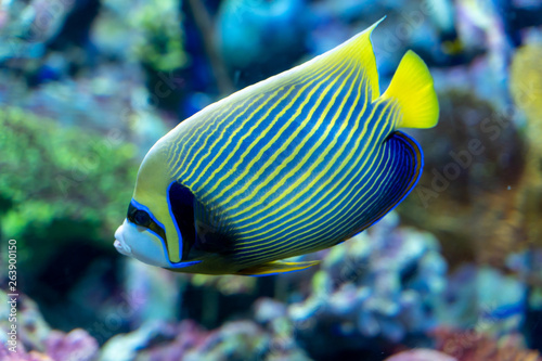 Emperor Angelfish (Pomacanthus imperator) swimming in Coral tank