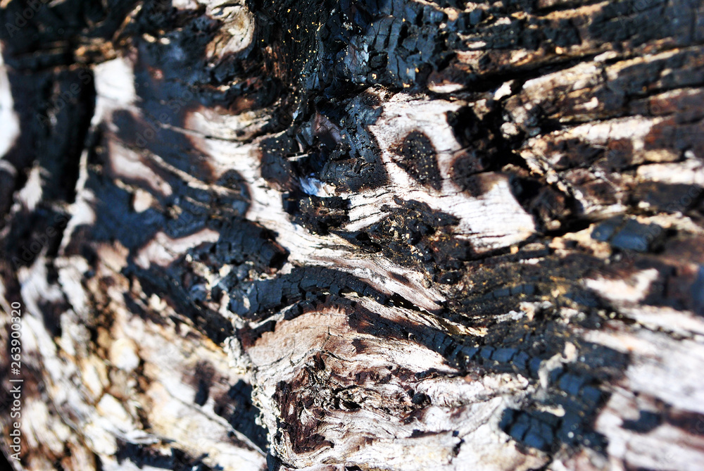 Old shabby tree trunk surface with burned staines, horizontal background texture close up detail