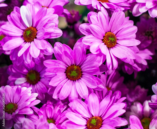 Purple Flowers Background