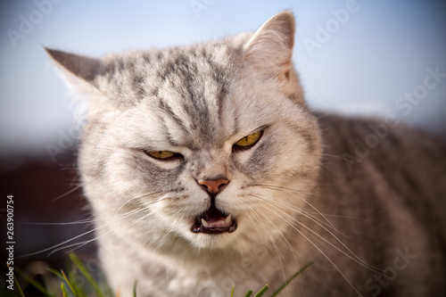 Die Britisch Kurzhaar Katze mit dem b  sen Blick