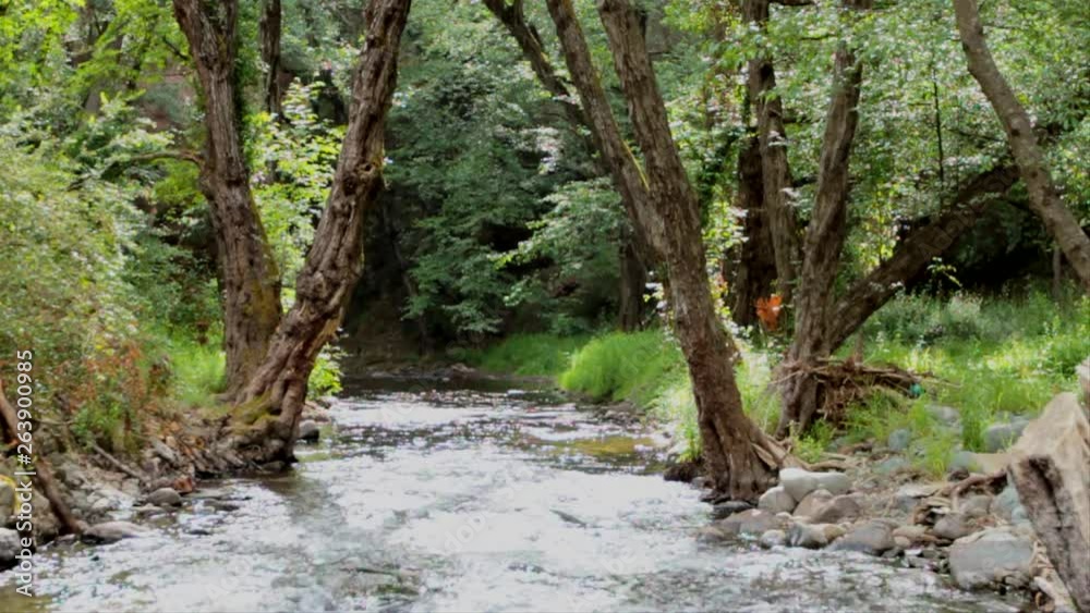 Shallow river runs through a Mediterranean forest, on a Mediterranean island. Shallow river runs through a Mediterranean forest, on a Mediterranean island.