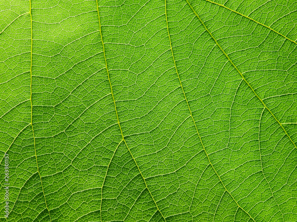 green leaf texture background green leaf texture background
