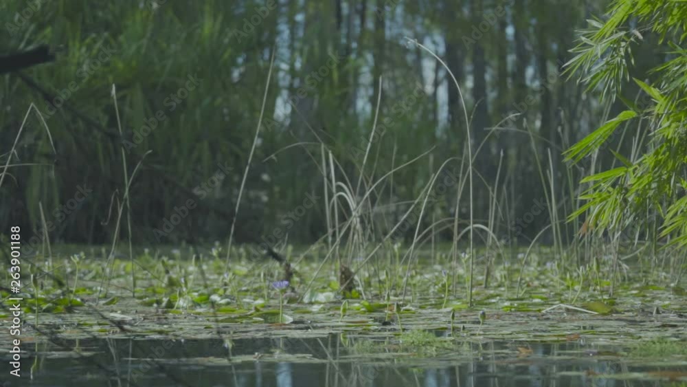 Lily plant floating on top of the water Lily plant floating on top of the water