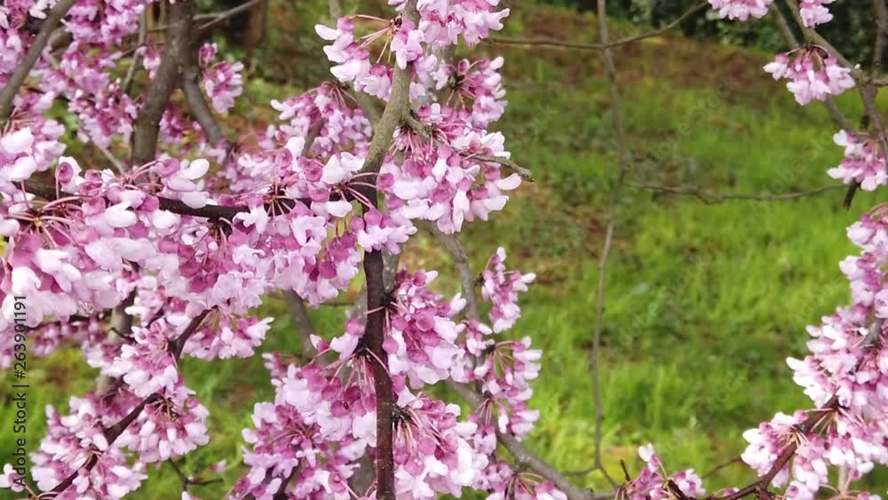 Eastern Redbud blossoms taken up close swaying in the breeze in slow motion on an early Spring day near DC. Eastern Redbud blossoms taken up close swaying in the breeze in slow motion on an early Spring day near DC.