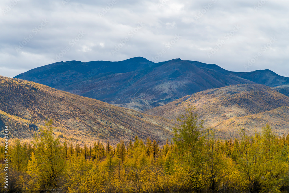 Autumn Forest In A Sunny Day in russia.