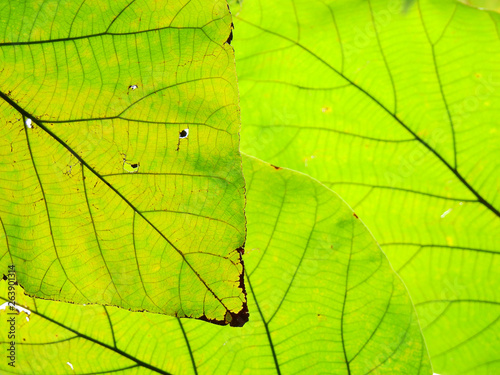 teak leaf of tree in nature