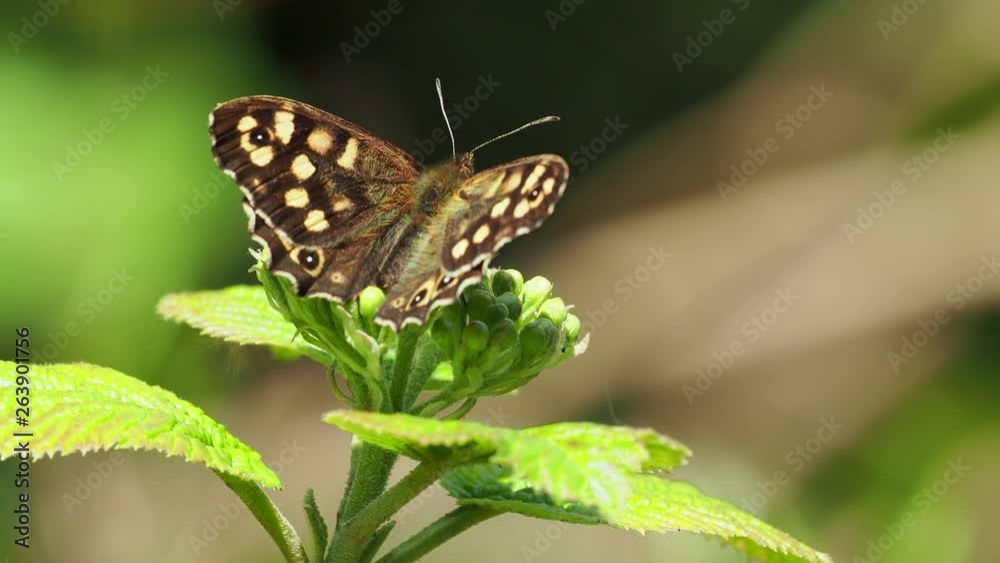 Speckled Wood Butterfly ( Pararge aegeria ) resting on a leaf Speckled Wood Butterfly ( Pararge aegeria ) resting on a leaf