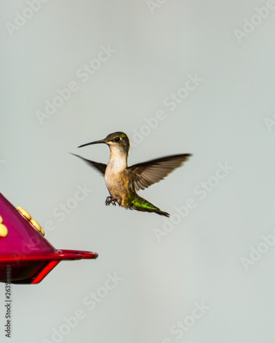 Maine Hummingbird