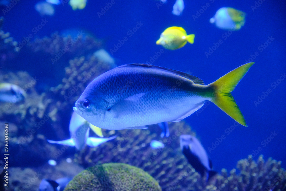 Peces en un acuario con corales alrededor Peces en un acuario con corales alrededor