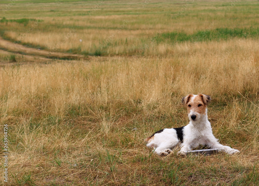 Background with a young wire Fox terrier dog with a mouth-organ lying on the dry summer grass and looking into the camera. Meditative dog on meadow. Relaxing after an active run