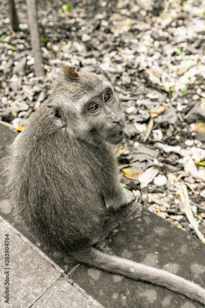Monkeys in the forest in Ubud, Bali