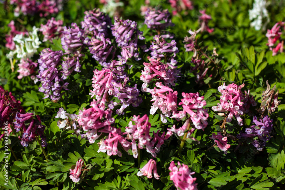 beautiful flowers in nature in the botanical garden beautiful flowers in nature in the botanical garden