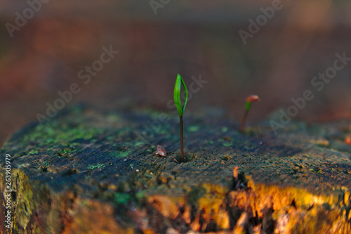 Green seed growing in a stump in early morning light. Green and grey with brown and golden soft background and foreground