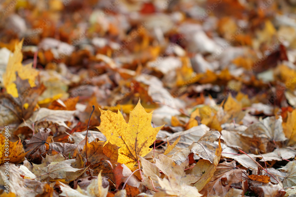 Waldboden im Herbst mit Blätter bedeckt mit gefallenem Blatt in Fokus