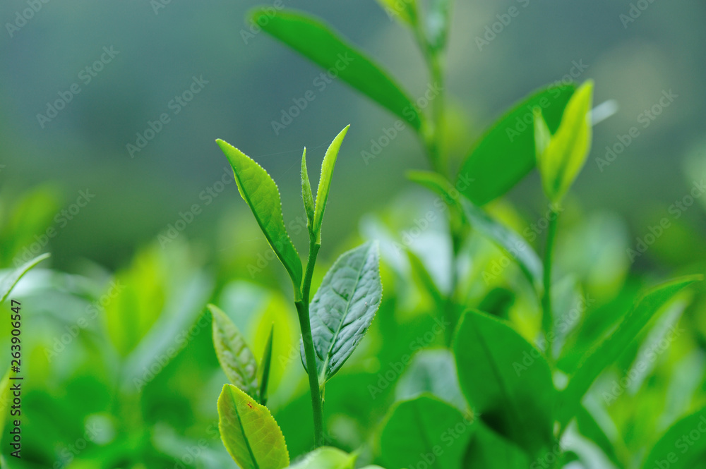 Growing green tea plants in spring mountains Growing green tea plants in spring mountains