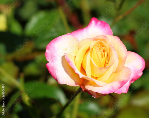 A beautiful multicolored rose bloom on blurred natural background. Rose in mid-summer at garden in sunny day