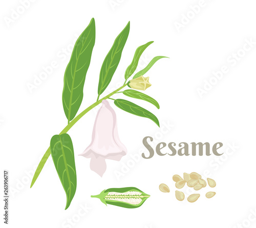 Sesame plant isolated on white background. Sesame branch with green leaves, flower, pod and seeds. Vector illustration in cartoon simple flat style.