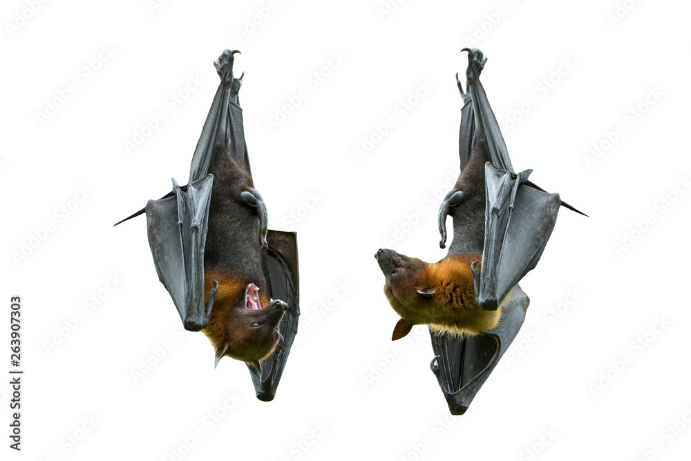 Fototapeta premium Bats hanging isolated on white background