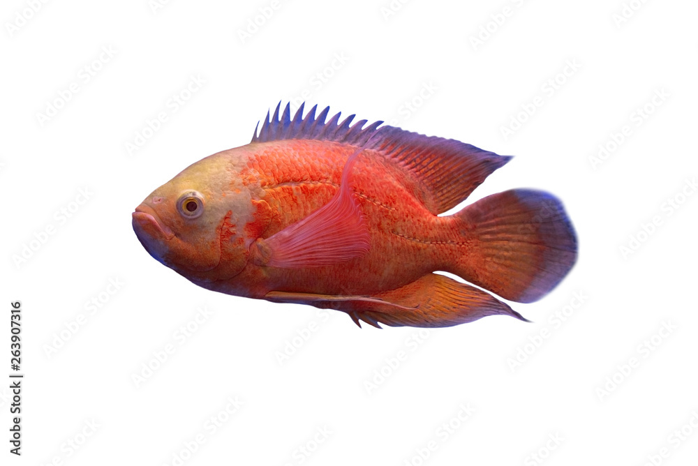 Beautiful cichlids fish isolated on white background Beautiful cichlids fish isolated on white background