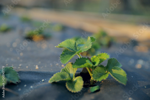 Strawberry bushes planted on agrofibre. Close-up, horizontal, side view, place for text. Concept of agriculture and modern technology.
