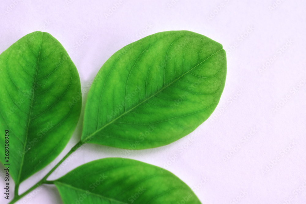 Obraz premium green leaf isolated on white background